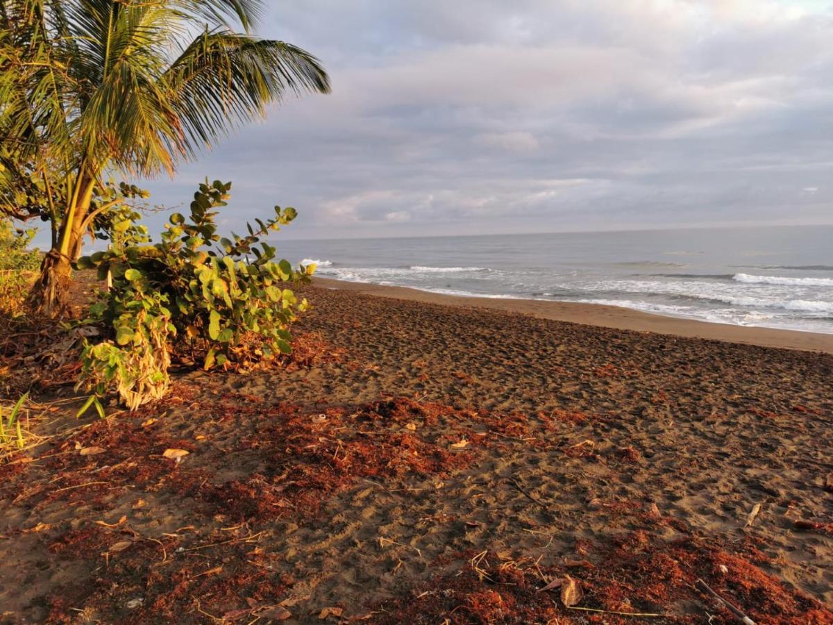 Bed and Breakfast Casa Caribe à Tortuguero Extérieur photo