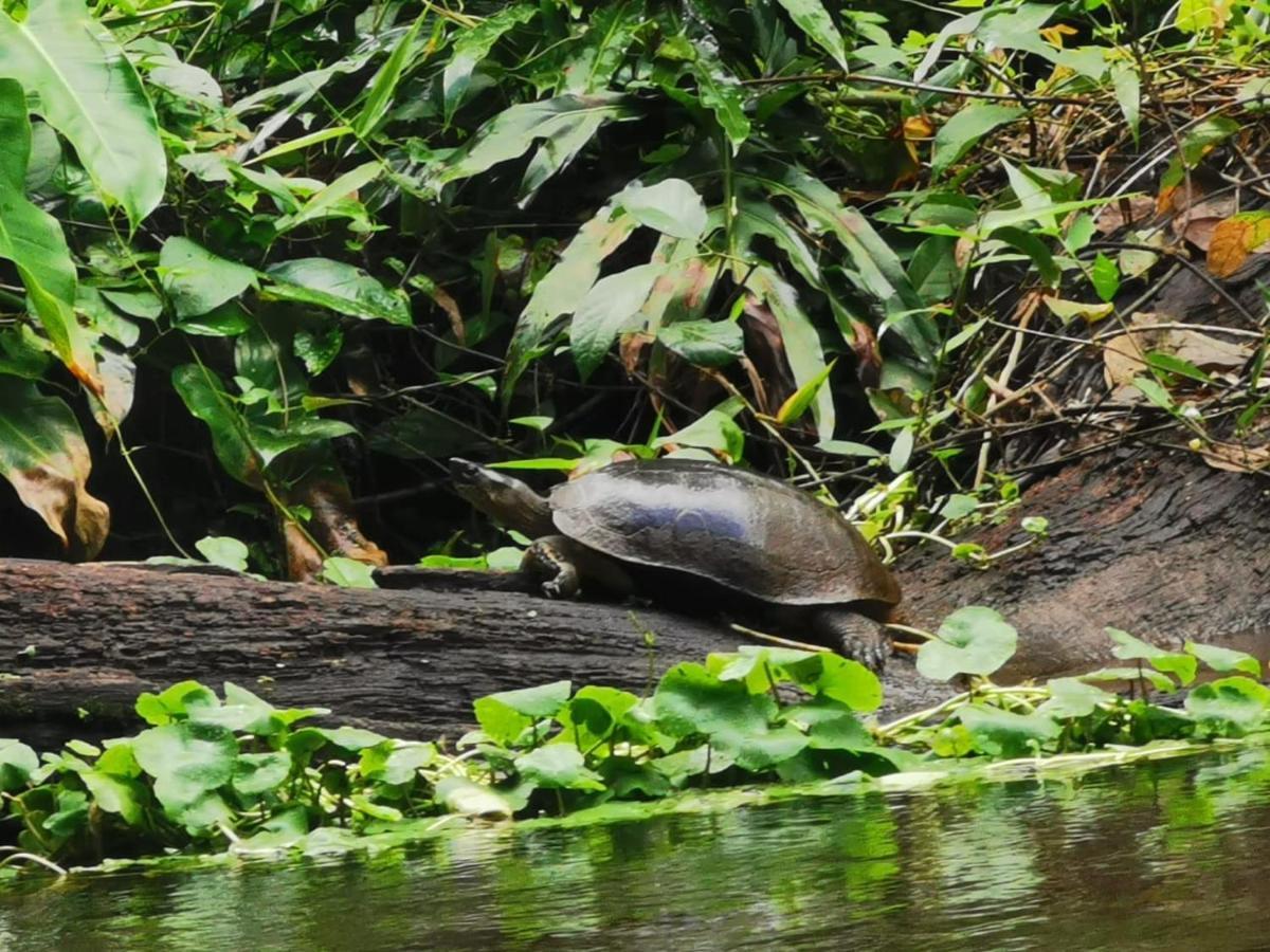 Bed and Breakfast Casa Caribe à Tortuguero Extérieur photo